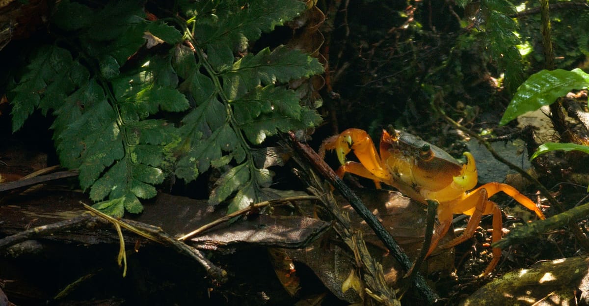 A Light in the Forest: 森の中の光